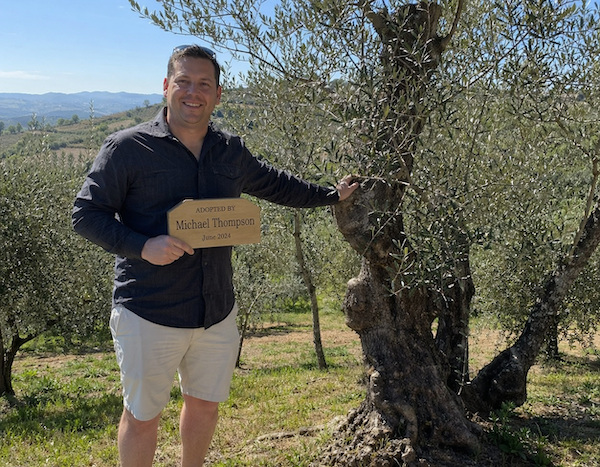 Olive tree in Chianti